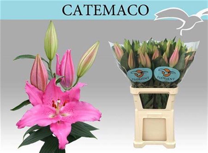 <h4>Li Or Catemaco 5+</h4>