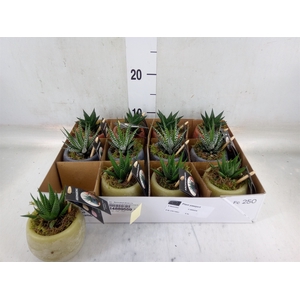 Arr.   Kamerplant Groen L%