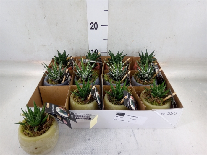 <h4>Arr.   Kamerplant Groen L%</h4>