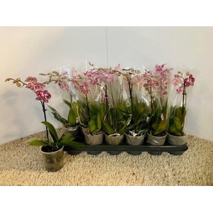 PHAL OV