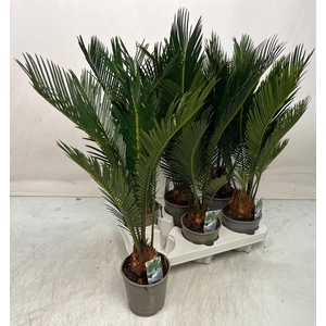 CYCAS REVOLUTA