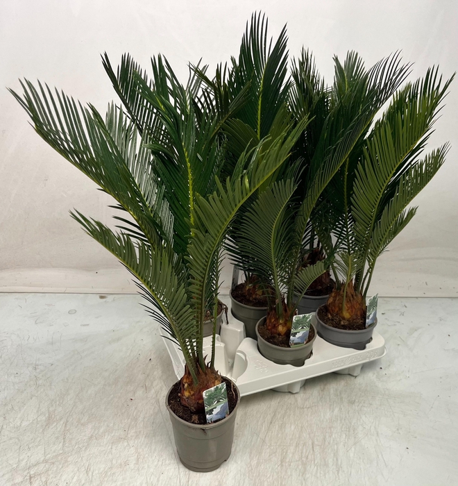 <h4>CYCAS REVOLUTA</h4>