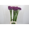 Allium Gladiator