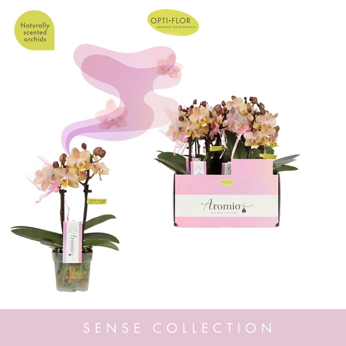 <h4>Phalaenopsis multi.   ...orange</h4>