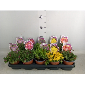 Delosperma coop.