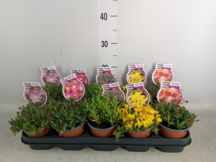 <h4>Delosperma coop.</h4>