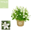 Campanula Porto Ice White Feel Green