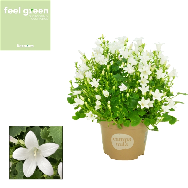 <h4>Campanula Porto Ice White FEEL GREEN</h4>