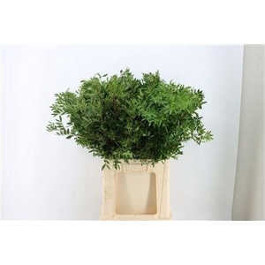 PISTA OV BLAD