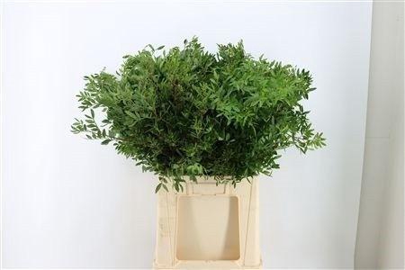 <h4>PISTA OV BLAD</h4>