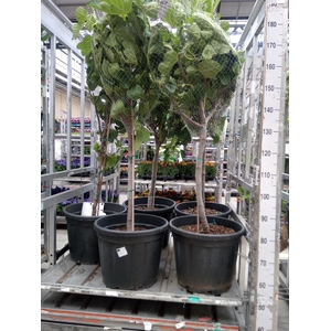 Ficus carica