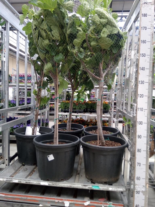 <h4>Ficus carica</h4>