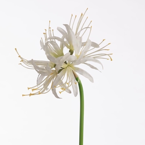 Af Nerine L64cm White