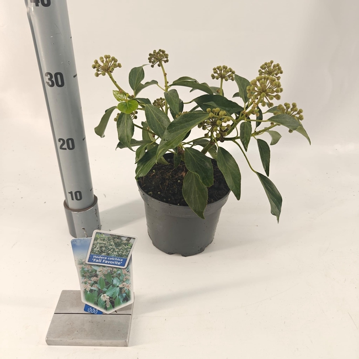 <h4>Hedera colchica 'Fall Favourite'</h4>