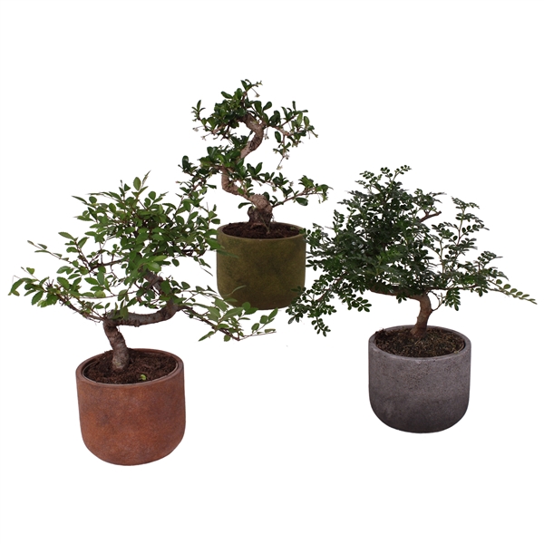 <h4>Bonsai Indoor Mix Ø12cm S-Shape in Ø 15cm Ceramic NT467</h4>