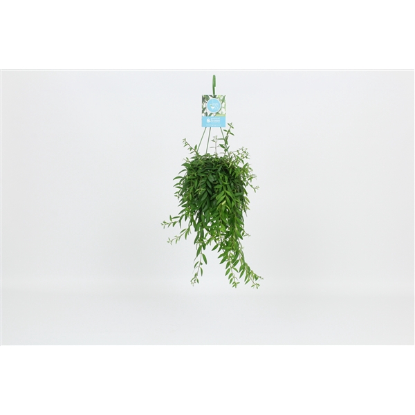 <h4>HangonGreen Aeschynanthus Japhrolepis 14 cm</h4>