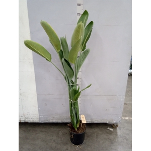 Strelitzia reg.