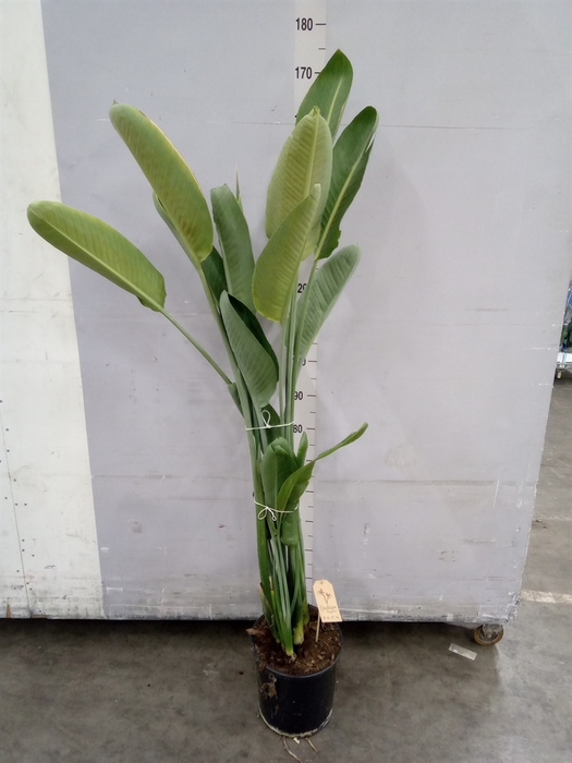 <h4>Strelitzia reg.</h4>