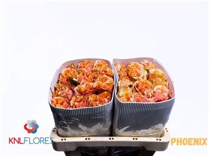 <h4>R Gr Phoenix Ec</h4>