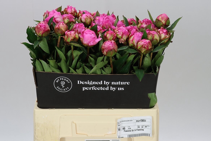 <h4>Paeonia Dr A Fleming Ex</h4>