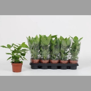FATSIA OV