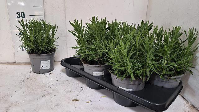 <h4>LAVAN STOECHAS</h4>