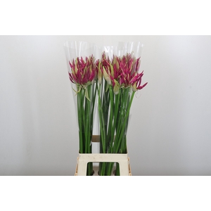 Nerine Katjana