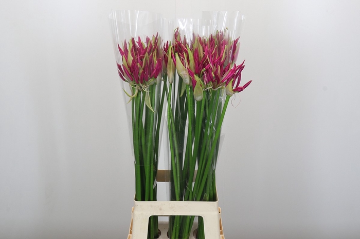 Nerine Katjana