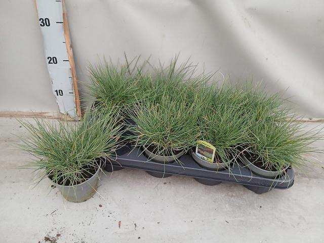 <h4>FEST GLAUCA stock</h4>