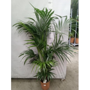 Howea forsteriana
