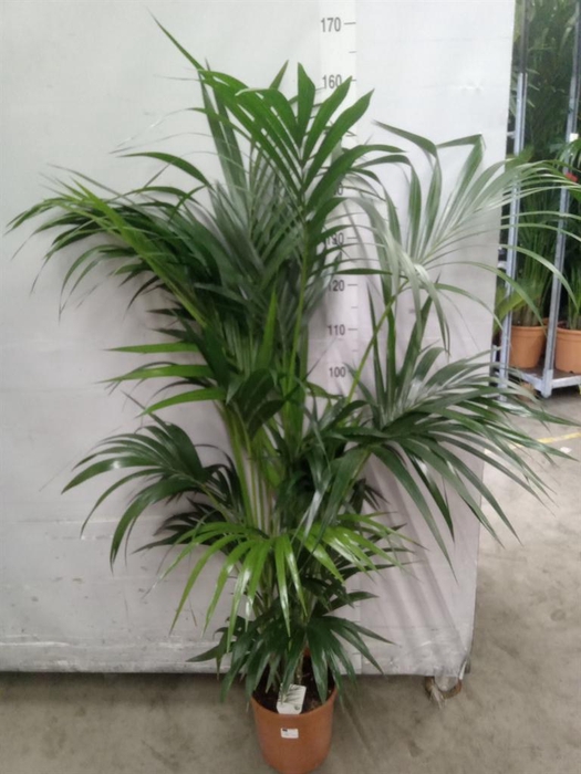 <h4>Howea forsteriana</h4>