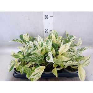 Epipremnum pinn. 'Marble Queen'