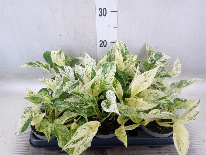 <h4>Epipremnum pinn. 'Marble Queen'</h4>