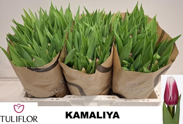 <h4>TU EN KAMALIYA</h4>