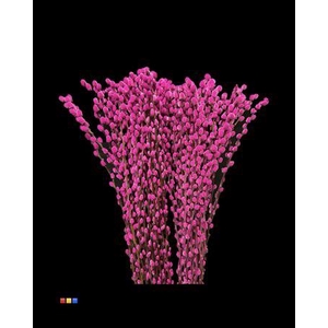 Salix Pussy Willow Cerise