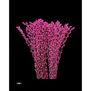 Salix Pussy Willow Cerise