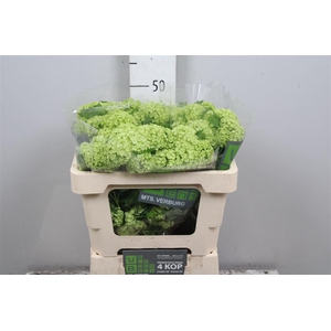 Viburnum Roseum St 2+