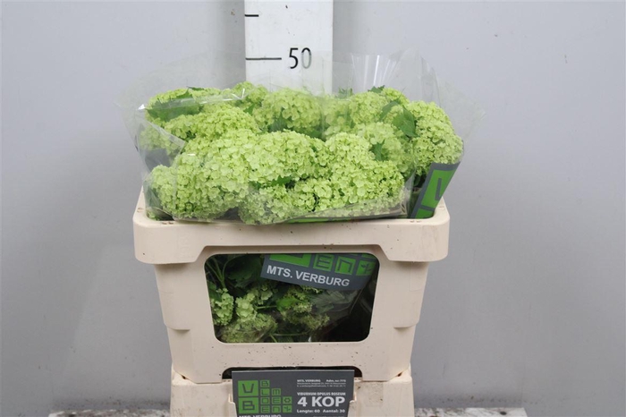 <h4>Viburnum Roseum St 4+</h4>