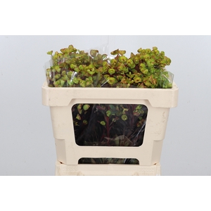 Euphorbia Fu Am Purpurea