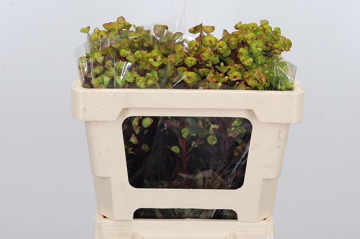 <h4>Euphorbia Fu Am Purpurea</h4>