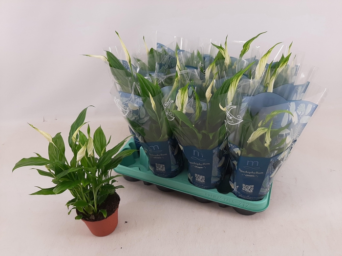 <h4>SPATH CHOPIN</h4>