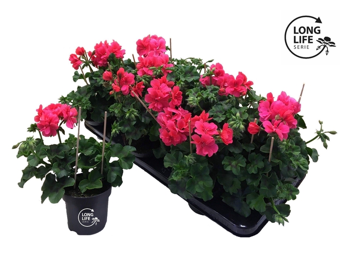 <h4>Pelargonium Peltatum 'Balkon Rose Double</h4>