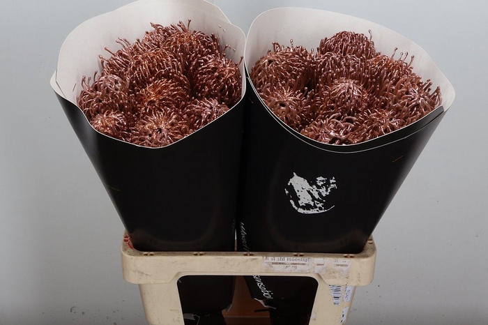 <h4>Nutan Wx Koper</h4>