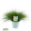 Deschampsia Tatra Gold