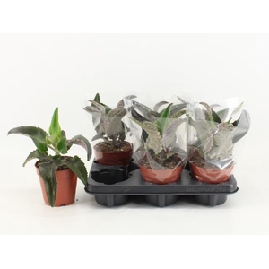 KALANCHOE DAIGREMONT