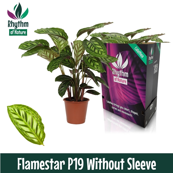 <h4>Calathea 19cm Flamestar Rhythm of Nature zonder hoes</h4>