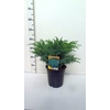 Juniperus squamata Blue Swede