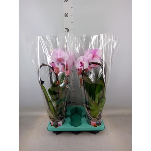 Phalaenopsis   ...