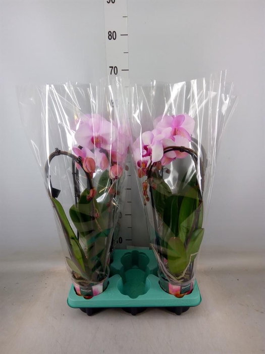 <h4>Phalaenopsis   ...</h4>