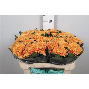 Chr G Kalimba Orange